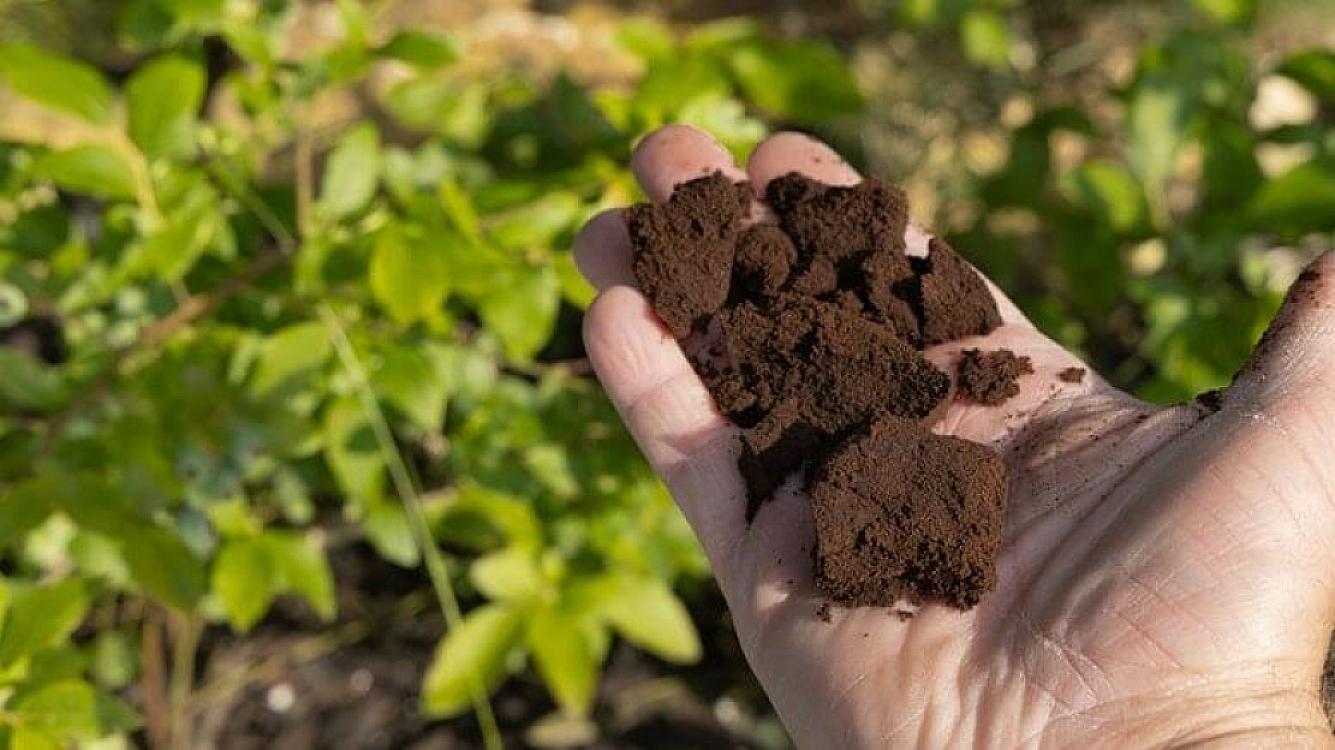 Buna görə qapı və pəncərə önünə qəhvə çöküntüsü səpməlisiniz