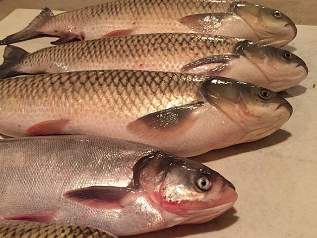 Balığın qiymətləri ən yüksək həddə çatıb