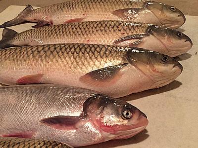 Balığın qiymətləri ən yüksək həddə çatıb