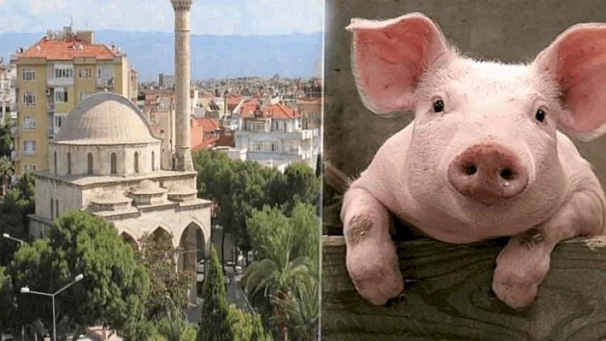 Atasına DONUZ ətindən 