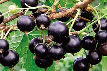 Qara qızıl: Şəkəri və qan təzyiqini 