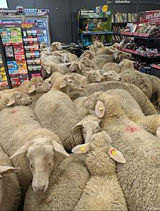 Qoyun sürüsü supermarketə doldu – 