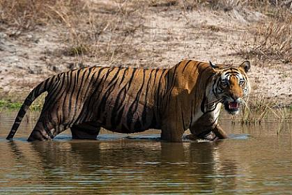 Pələng 14 yaşlı qızı 