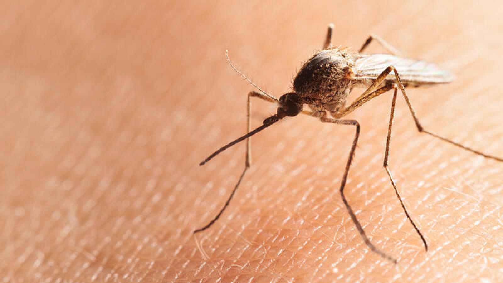 Ağcaqanad dişləmələri ölüm riski daşıyırmış...