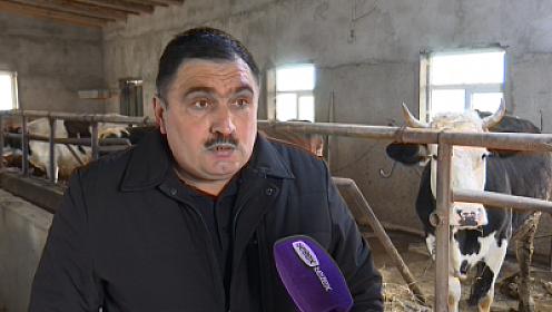 İki çoban yarım milyon manatdan çox pulu necə mənimsəyib? - 