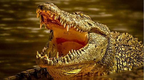 10 yaşlı uşaq timsahın 