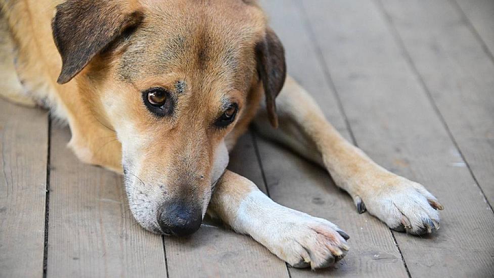 Kişi iti  güllələdi - 