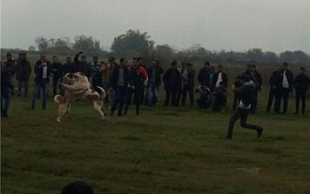 Tanışını iti döyüşdə uduzduğu üçün güllələyib - 