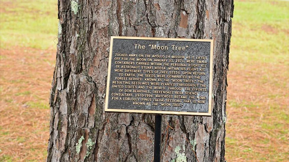 The tree you walked past might actually have come from the moon.