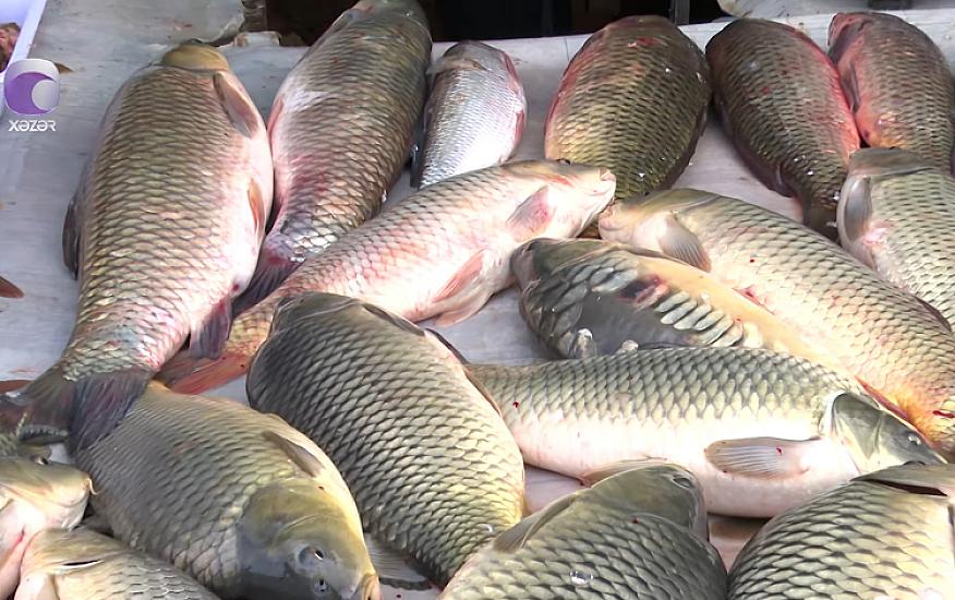 Azərbaycanda farelin qiyməti  