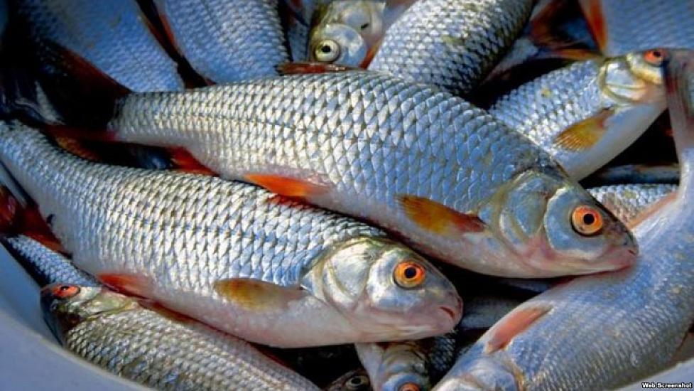 Bakıda balıq bahalaşdı -