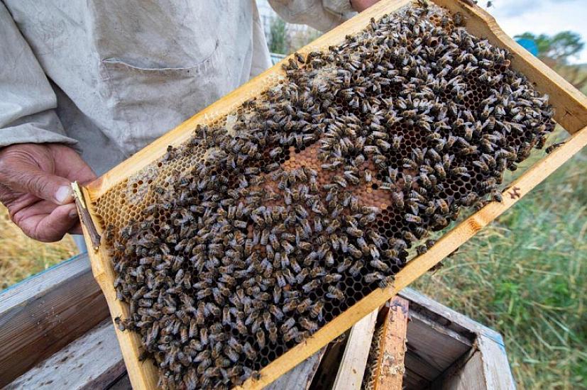 Azərbaycanda arı ailələri niyə məhv olur? - 