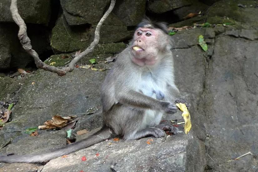 Meymunçiçəyinin yeni təhlükəli 