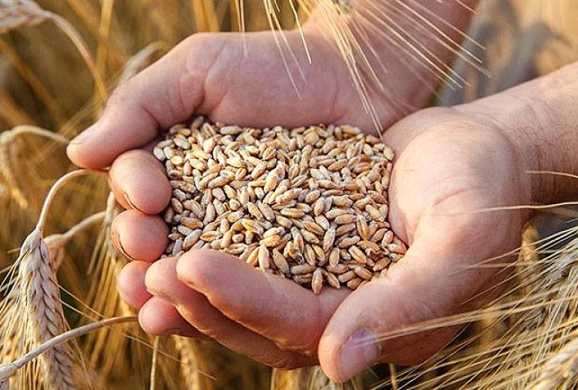 Dünyada taxıl qıtlığı gözlənilir - 