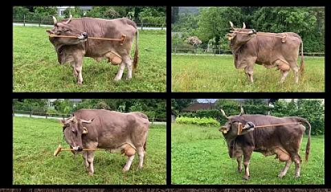 İnəyin etdikləri gündəm oldu - 