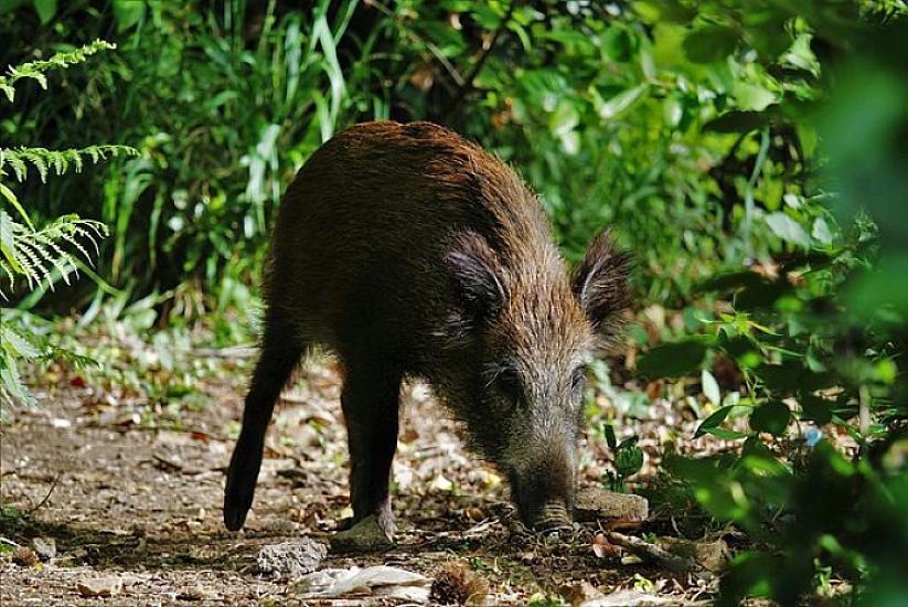 Qaban bazarda insanlara 