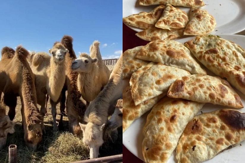 "Dəvə qutabı" adı ilə müştərilər aldadılır: 