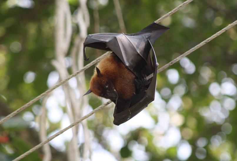 Nipah virusu pandemiya törədə bilərmi?