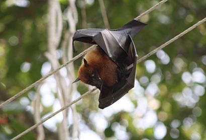 Nipah virusu pandemiya törədə bilərmi?