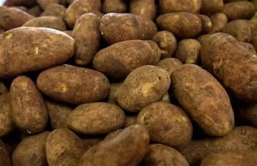 Technical potatoes sold in markets: How can buyers distinguish them?
