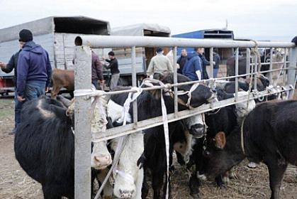 Daha bir heyvan bazarı 