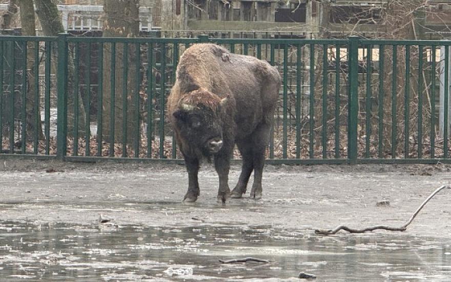 Almaniyadan Azərbaycana 18 zubr yola salındı -