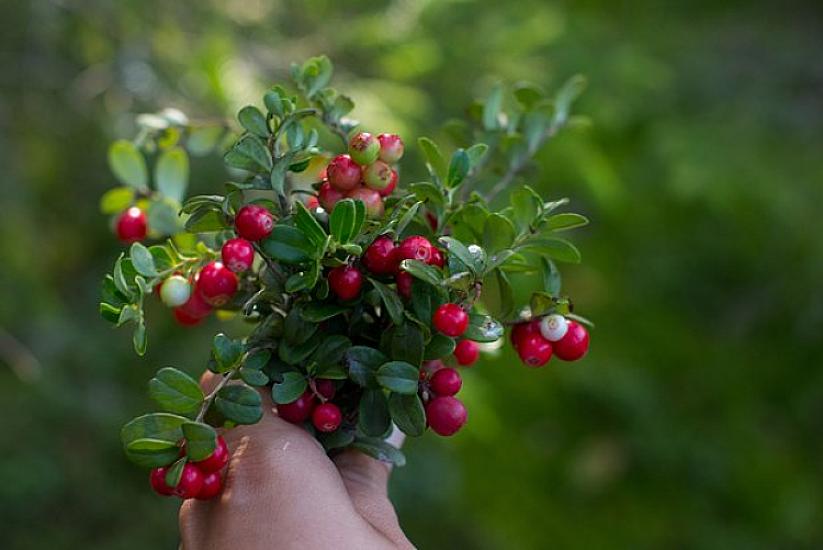 İnfeksiya üçün təbii bir vasitə 