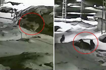 Canavarlar iti belə parçaladı - 