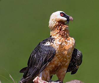 Azərbaycanda fotoqraf bu görüntülər üçün 3 gün MAĞARADA QALDI - 