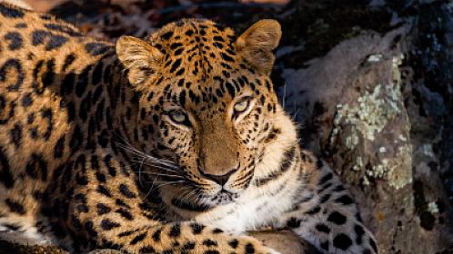 Oğlunu bəbirdən xilas etdi - 