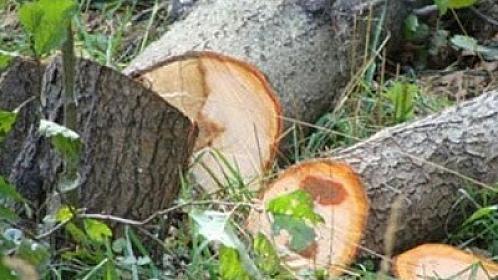 Paytaxtda nə qədər ağac aşıb? - 