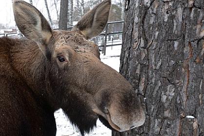 Avtobus gözləyən maral – 