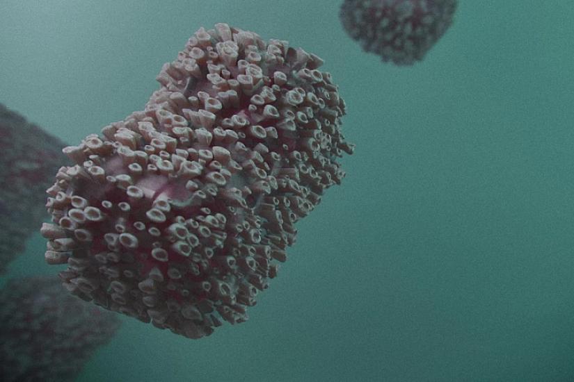 Qalisiyada meymunçiçəyi yayılıb: 