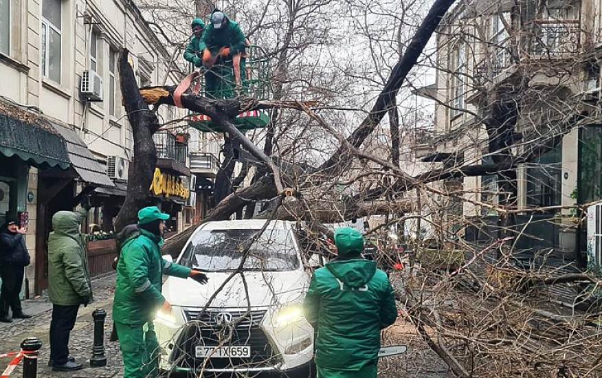 İki gündə Bakıda 78 ağac qırılıb -  