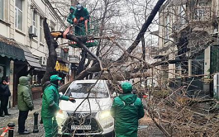 İki gündə Bakıda 78 ağac qırılıb -  
