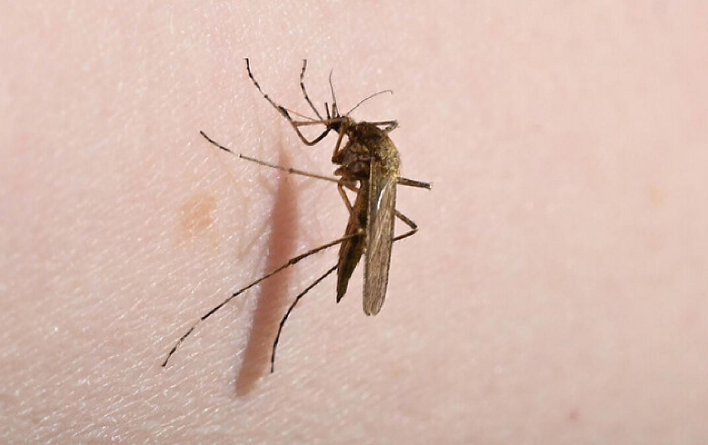 Çində çikunqunya virusuna 