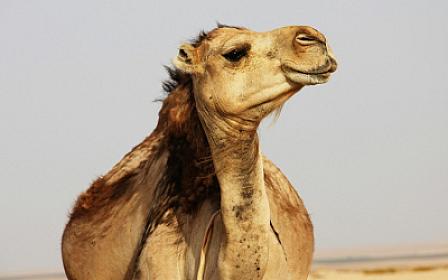 Dəvələrin də 
