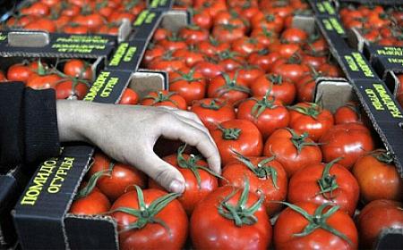 Pomidor indi yaydakından ucuzdur - 