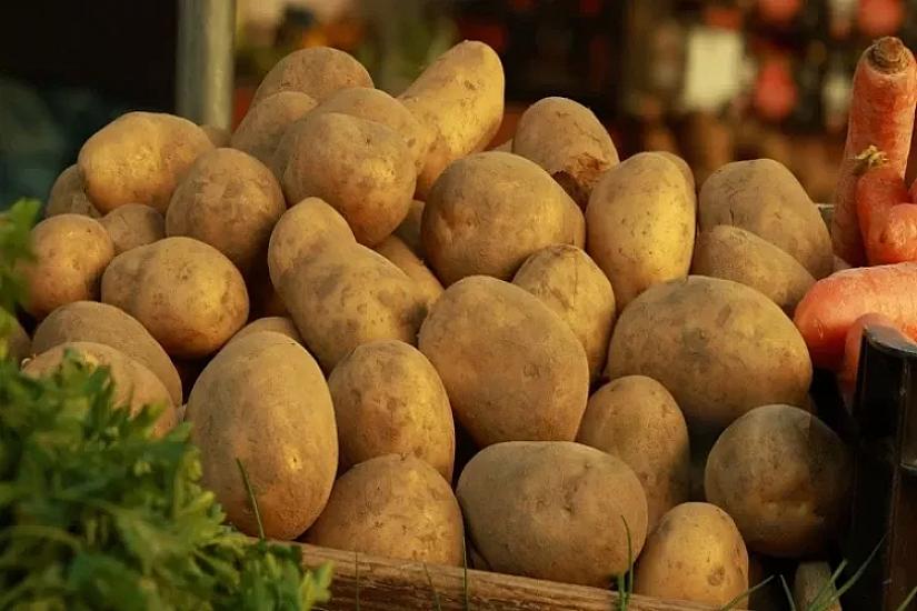 Rekord miqdarda kartof yığıldı - 