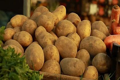 Rekord miqdarda kartof yığıldı - 