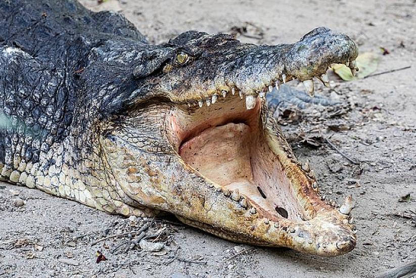 Timsahlara sitayiş edirlər – 