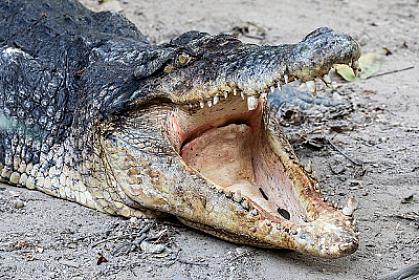 Timsahlara sitayiş edirlər – 