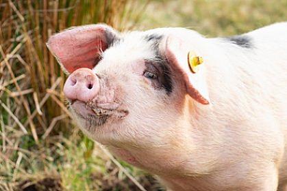 Dronla daşınan donuz kəndi 