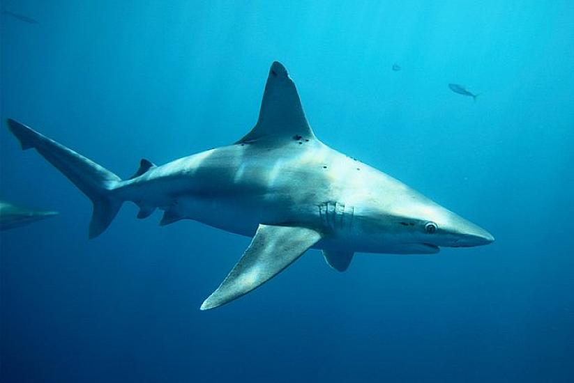 Köpəkbalığı fotoqrafı 