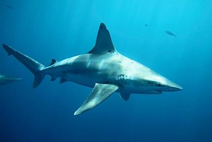 Köpəkbalığı fotoqrafı 