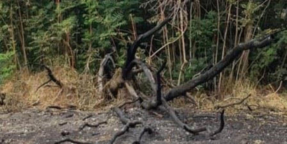 Məşhur "Pitomnik bağı" ləğv edilir? - 