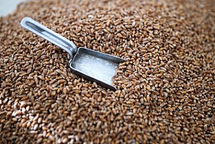 Azərbaycan buğda idxalını 50 faiz artırıb