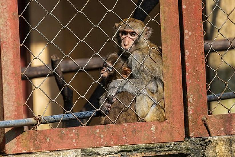Meymunlar üçün “həbsxana” tikiləcək - 