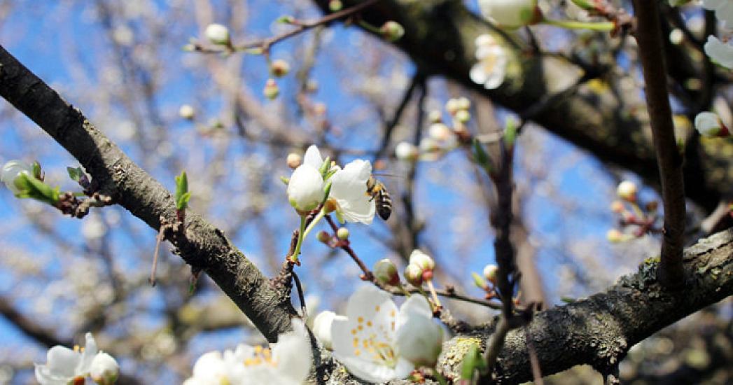 Fevralda havaların isti keçməsi normaldırmı? 
