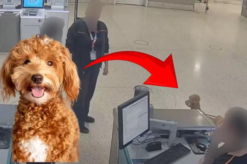 ABŞ-də qalmaqal - Təyyarəyə minmək üçün itini tərk etdi